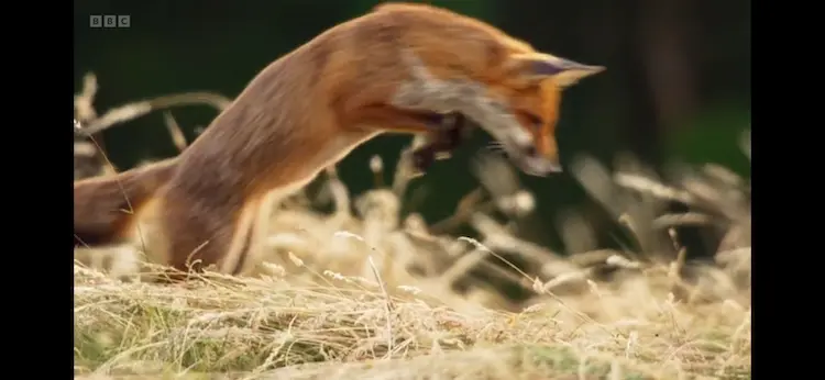 European red fox (Vulpes vulpes crucigera) as shown in Wild Isles - Our Precious Isles